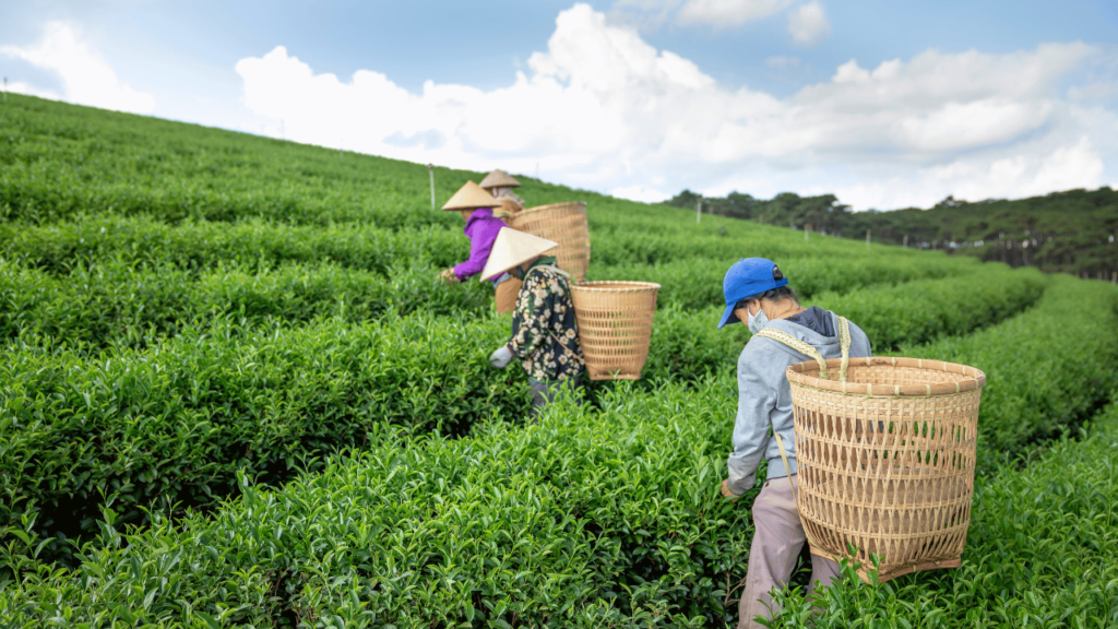 Sustainable Practices in Tokyo Tea Production